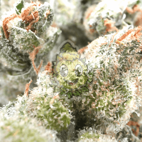 Amnesia Haze Lil Buds - 5 Gram - Afbeelding 2