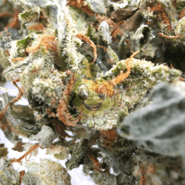 Bubble Gum Gruis - 5 Gram - Afbeelding 2