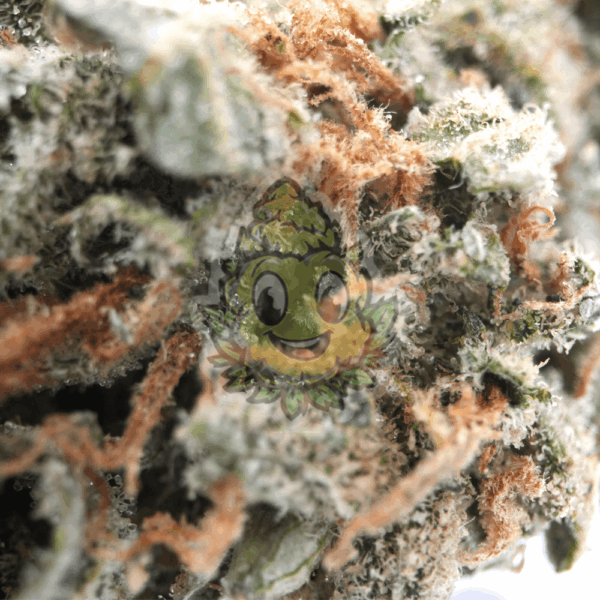 G13 Haze - Afbeelding 2