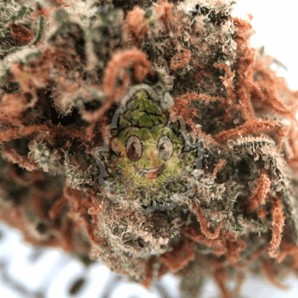 Lemon Haze - Afbeelding 2