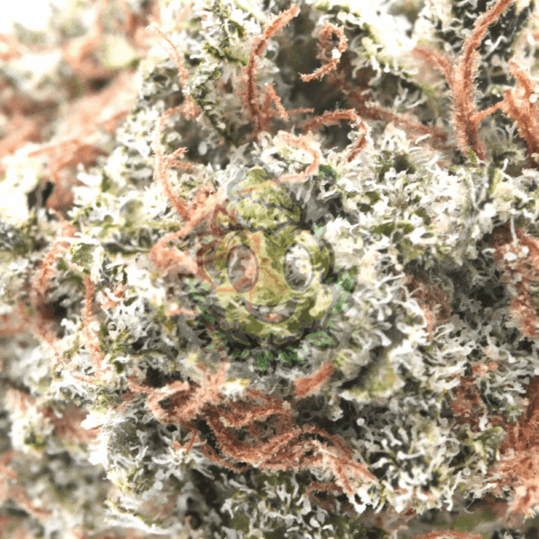 Pineapple Paradise Lil Buds - 5 Gram - Afbeelding 2