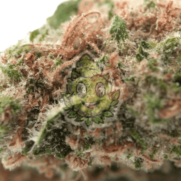 White Widow - Afbeelding 2