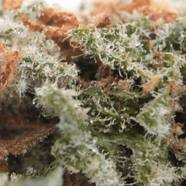 Super Silver Haze - Afbeelding 2