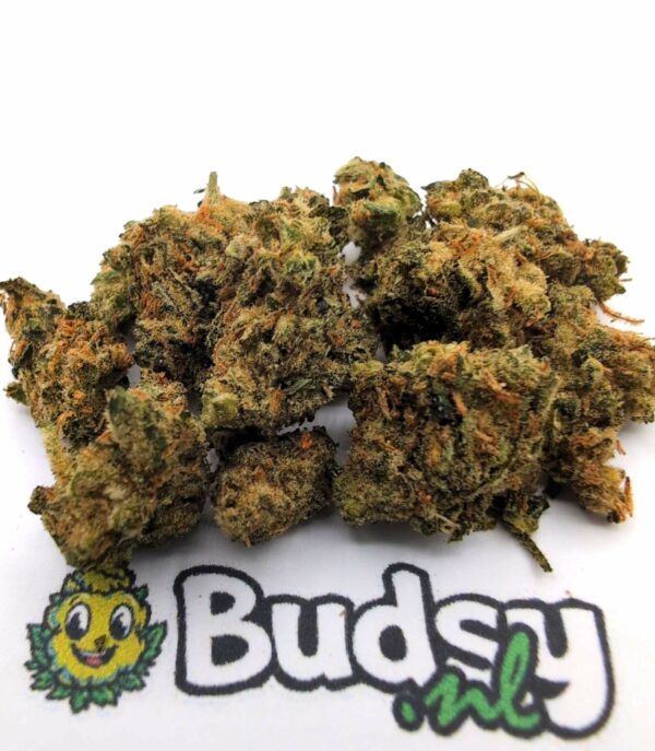 Mango Haze Lil Buds - 5 gram - Afbeelding 1