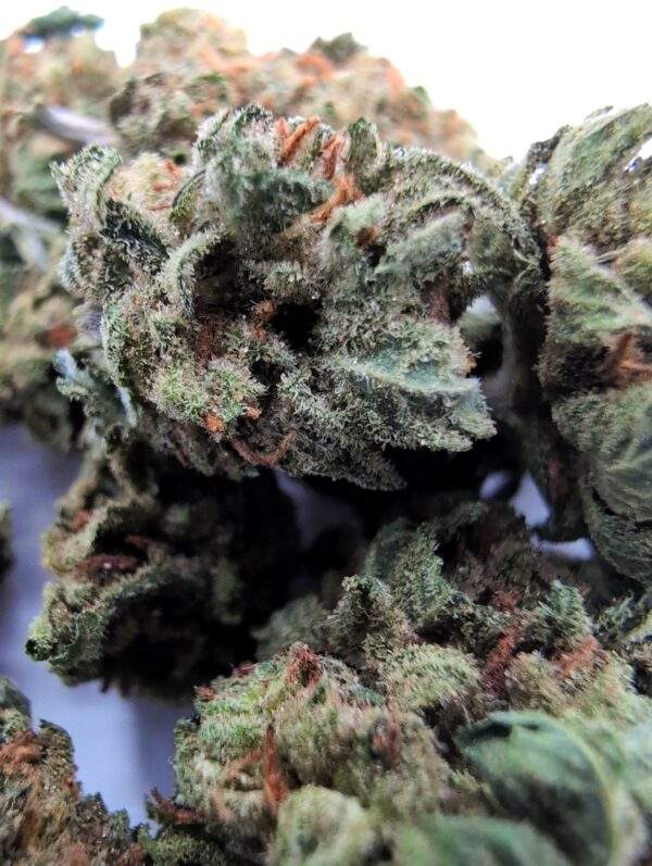 Lemon Haze Lil Buds - 5 gram - Afbeelding 2