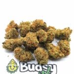 White Gelato Cake Lil Buds - 5 gram