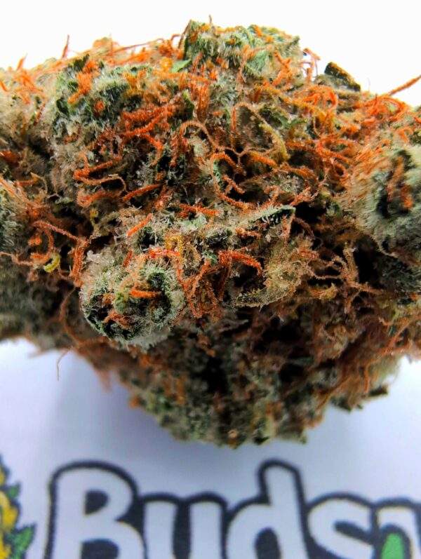 Jack Herer - Afbeelding 2