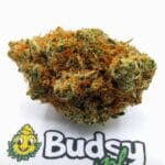 Jack Herer