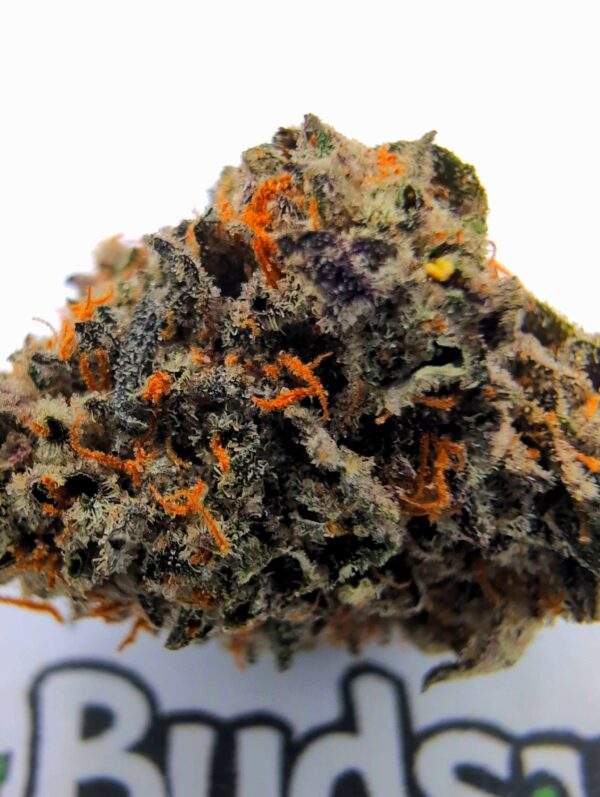 BlueBerry - Premium - Image 2