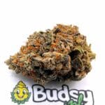 BlueBerry - Premium