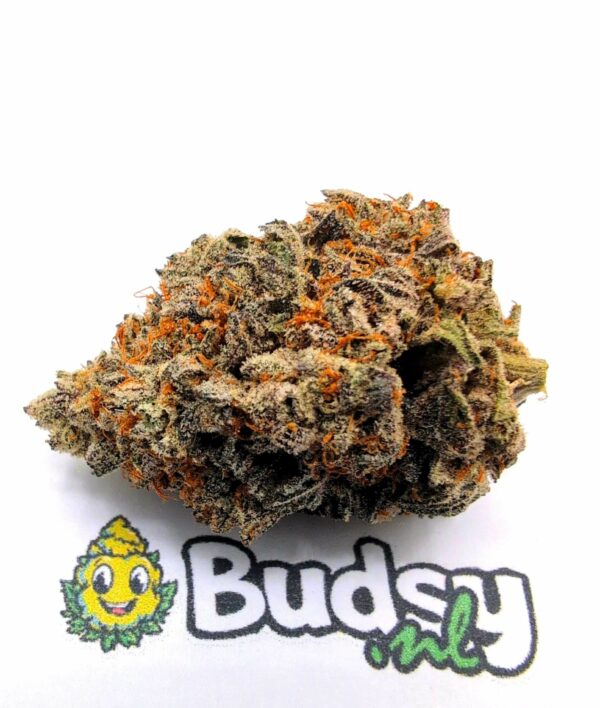 bb3 BlueBerry - Premium - Image 1