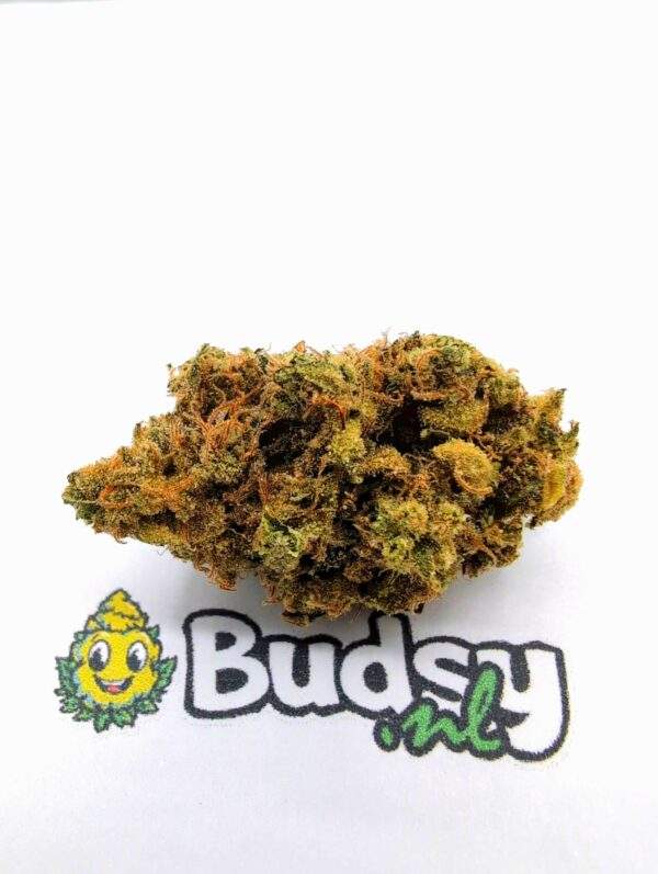 bc1 Big Buddha Cheese - Image 1