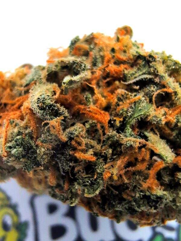 Northern Lights - Old Skool - Image 2