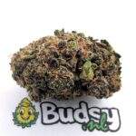 Pink Gorilla