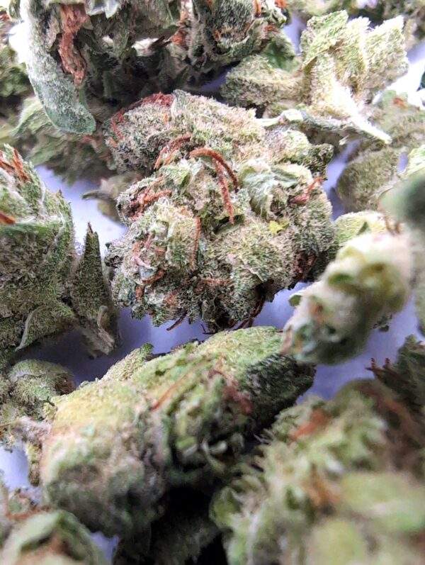 Blue Dream Lil Buds - 5 Gram - Afbeelding 2